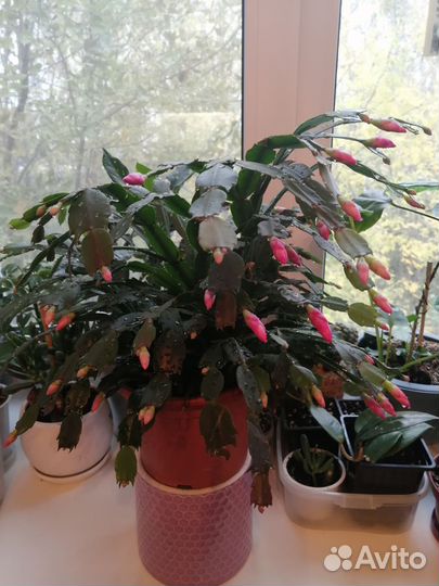 Декабрист шлюмбергера розовый. В горшке