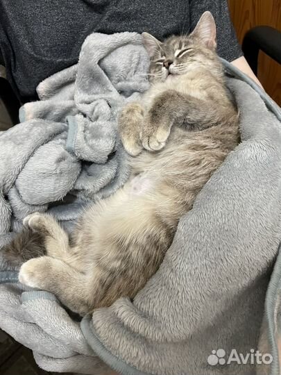 Кошечка в добрые руки