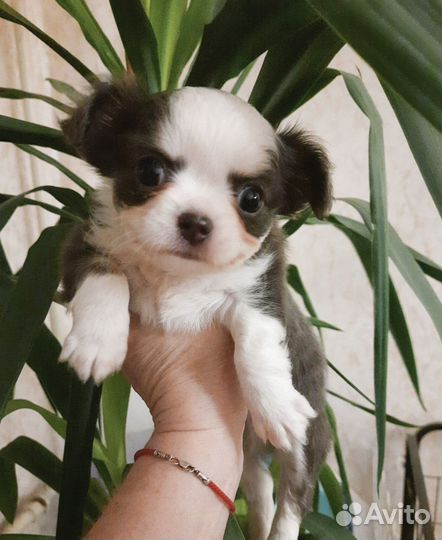 Длинношерстный чихуахуа