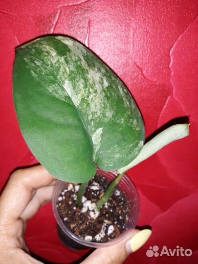 Сциндапсус Жаде Сатин Альбо Марбл Квин, Марбл Эппл