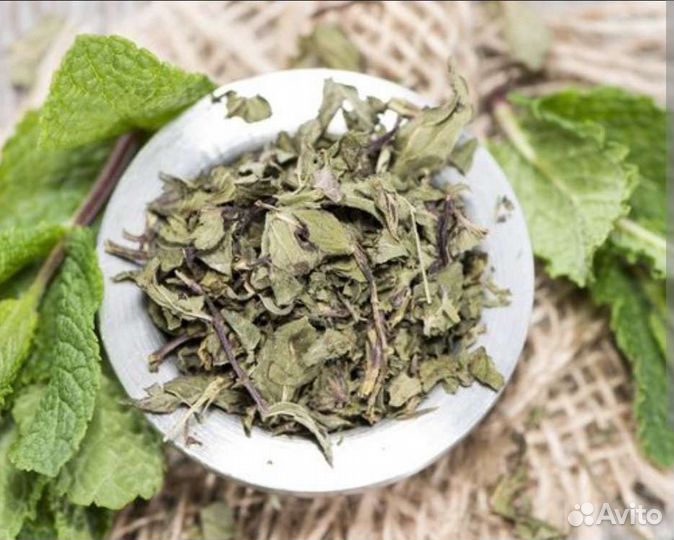 Болотная мята Омбала