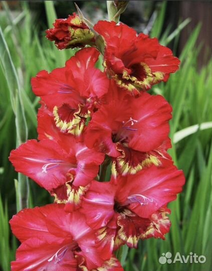 Гладиолусы луковицы