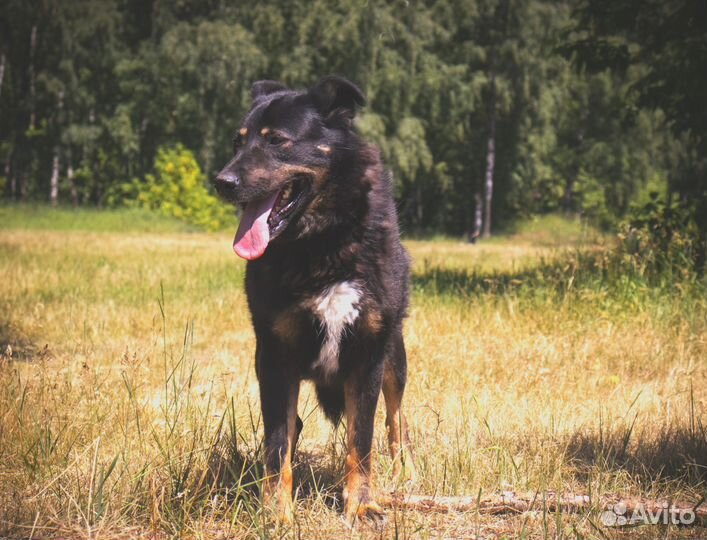 Собака в добрые руки