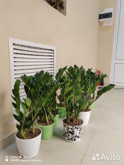 Замиокулькас