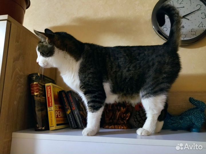 Котик пушок