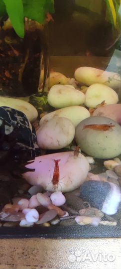 Продам креветок