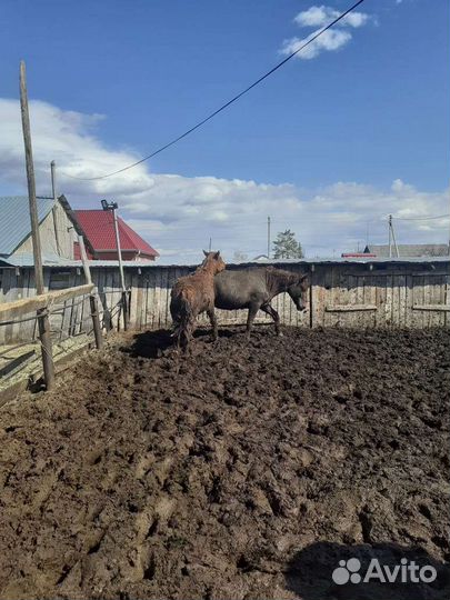 Жеребята годовалые, крупные на откорме 3 месяца