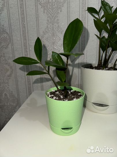 Замиокулькас