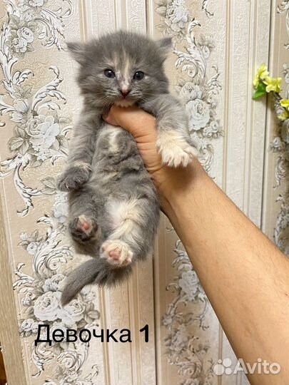 Британские котята