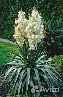 Растения для сада многолетние