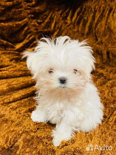 Микро мальчик мальтезе. Мальтийская болонка щенки