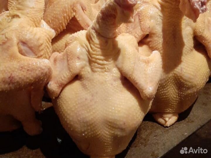 Куры домашние