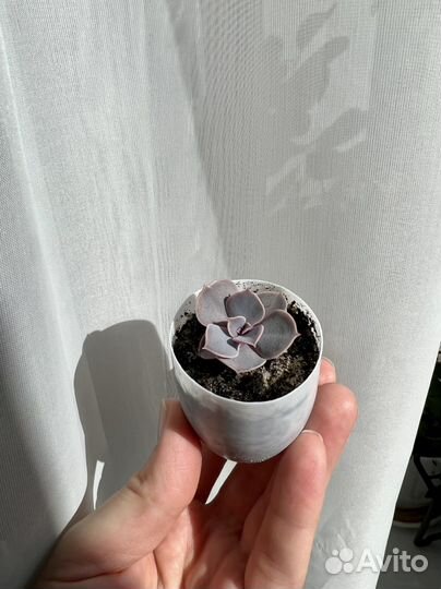 Эхеверия Жемчужина Нюрнберга