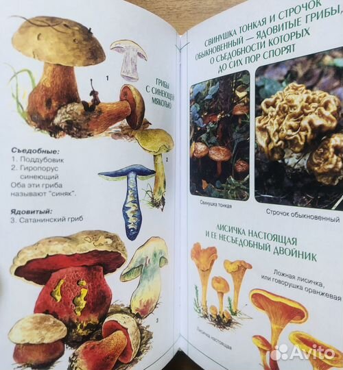 Энциклопедия грибника. Л. Гарибова. 2004г