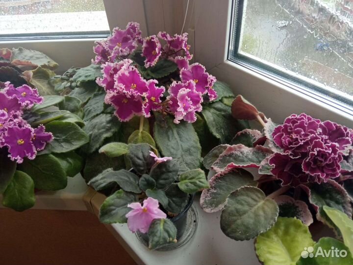 Фиалки взрослые в подарок