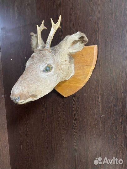 Чучело головы косули