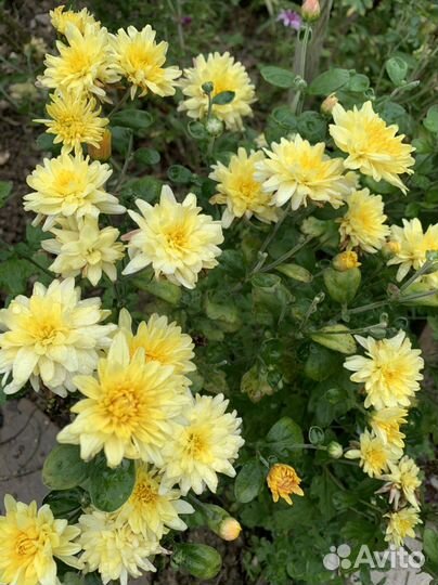 Хризантема многолетняя желтая