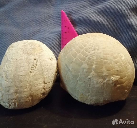 Окаменелости Аммониты (костенурки); артефакты