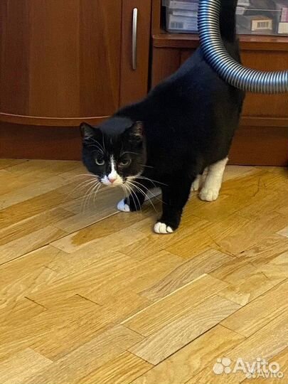 Ласковая черно белая Душа ищет свой дом