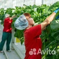 Вахта овощевод