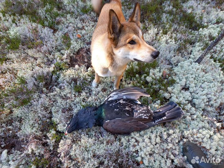 Собаки щенки