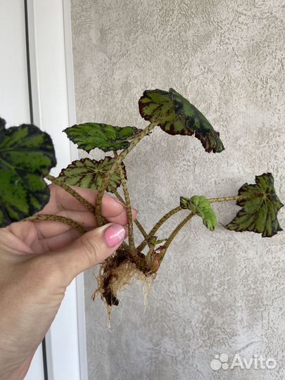 Цветы (отростки)