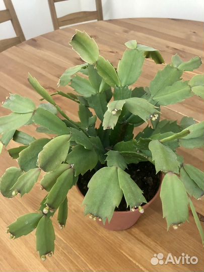 Декабрист розовый