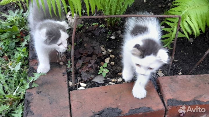 Отдаём в хорошие руки котят