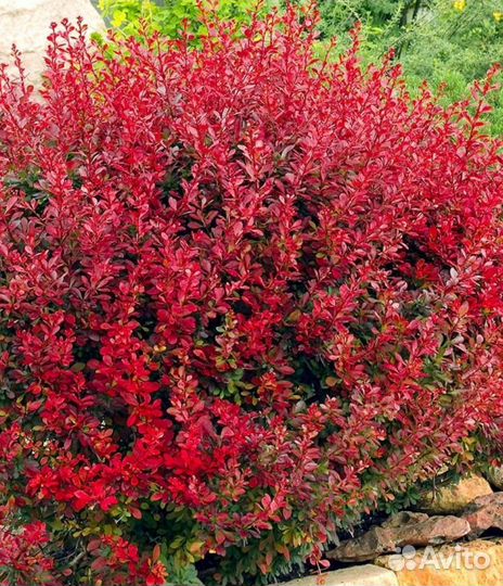 Барбарис Berberis thunb. 'Lutin Rouge' С3