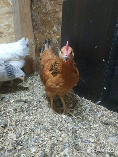 Породные петухи