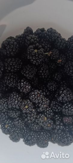 Саженцы ежевики