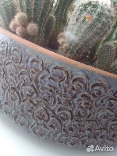 Кактусы и суккуленты