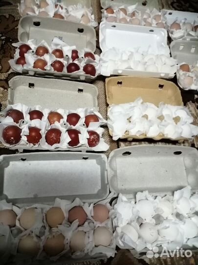 Инкубационное яйцо породной птицы