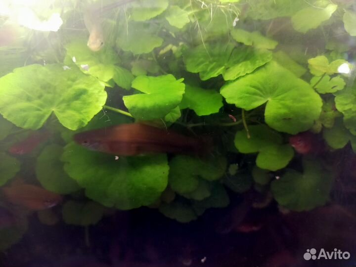 Аквариумные растения