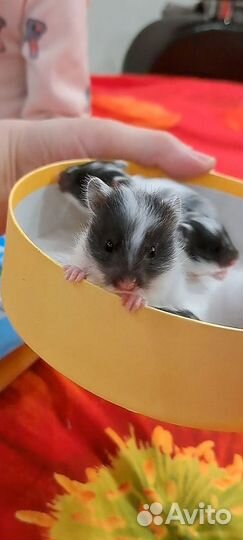 Хомяки сирийские