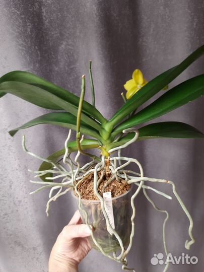 Орхидея фаленопсис P. Lioulin Canary 'orchis'