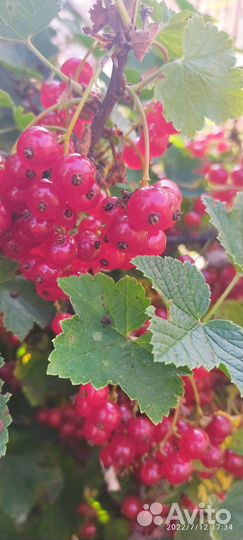 Смородина красная, крыжовник красный сладкий