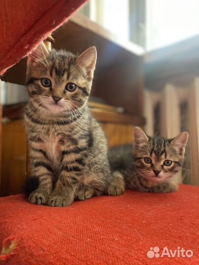 Котята в добрые руки даром