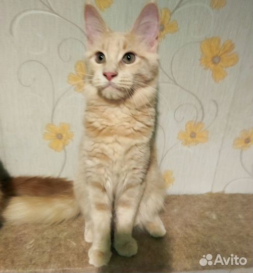 Котята мейн-кун
