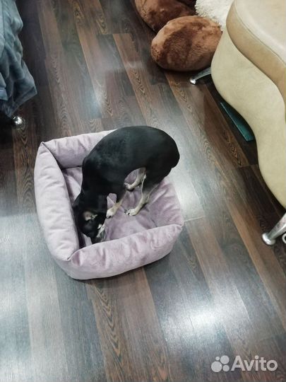 Лежанка для собак