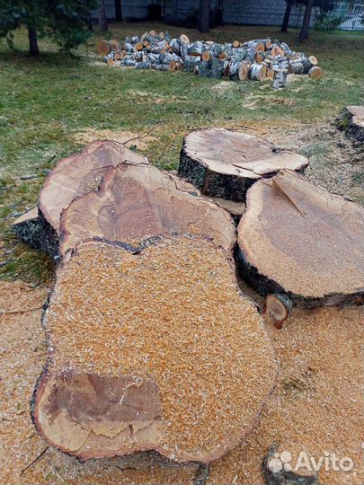 Березовые спилы