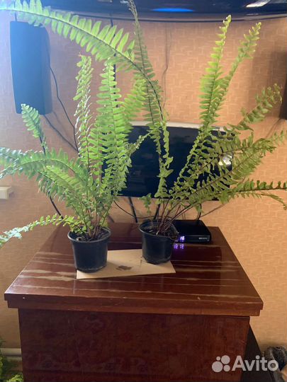 Папоротник нефролепис и алоэ