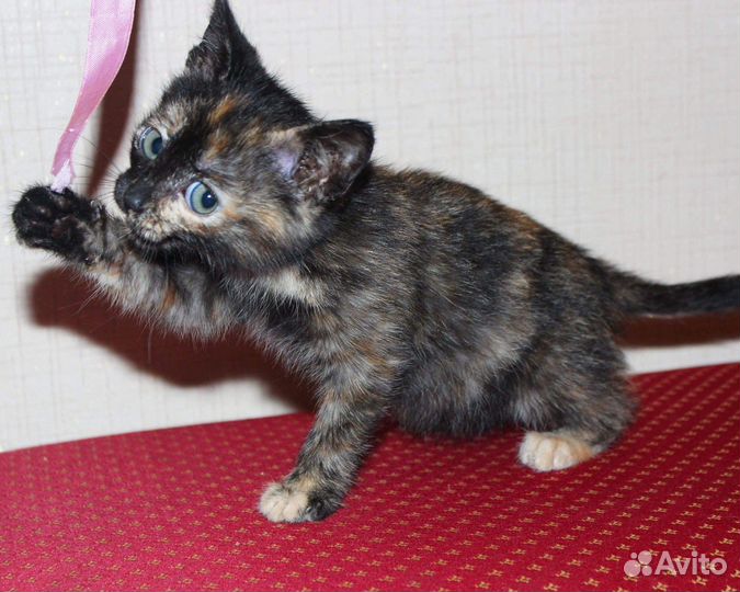 Кошечка в добрые руки