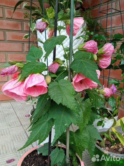 Абутилон, комнатный клен