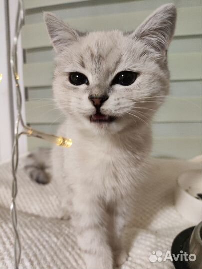 Кошки в добрые руки бесплатно