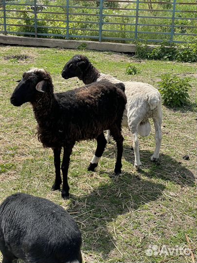 Овцы и баран