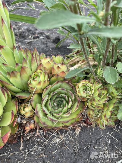 Саженцы многолетних цветов