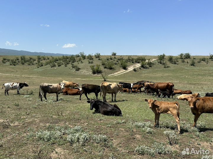 Стадо коров