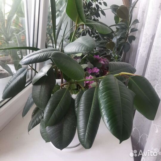 Фикус широколистный