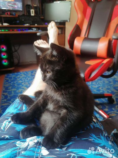 Британский мальчик с паспортом